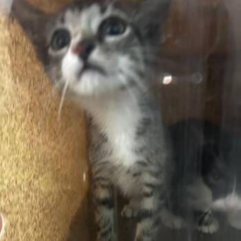 Angelica -  Domestic Short Hair Cat for Adoption in Philadelphia, Pennsylvania - Angelica | PetCurious