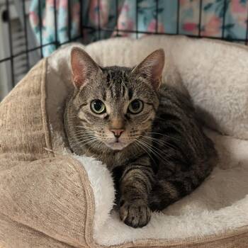 Anneliese -  Domestic Short Hair Cat Available for Adoption - Anneliese | PetCurious