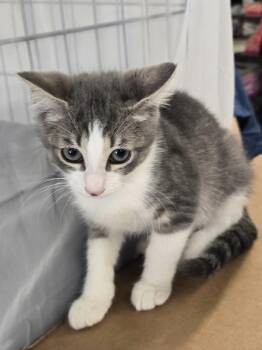 Domestic Short Hair Cats Available for Adoption in Dallas, Texas - Cherokee 8685 | PetCurious