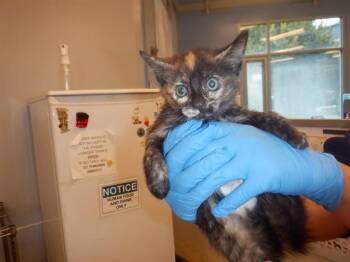 Domestic Short Hair Cats Available for Adoption in San Jose, California - A1406577 | PetCurious