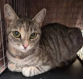 TINY -  Domestic Short Hair Cat for Adoption in Fort Myers, Florida - TINY | PetCurious