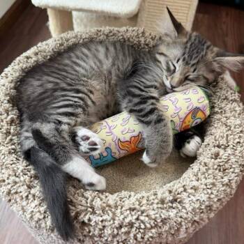 Buzz -  Domestic Medium Hair Cat for Adoption in Naperville, Illinois - Buzz | PetCurious