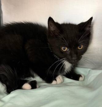 Serino -  Domestic Short Hair Cat for Adoption in Pomona, New York - Serino | PetCurious