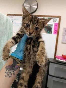 Wanda -  Domestic Short Hair Cat for Adoption in Palm Coast, Florida - Wanda | PetCurious