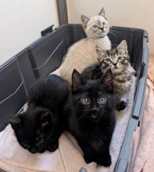 Domestic Short Hair Cats Available for Adoption in Pleasanton, California - Mario | PetCurious