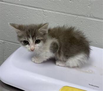 FUSILLI -  Domestic Short Hair Cat for Adoption in Indianapolis, Indiana - FUSILLI | PetCurious