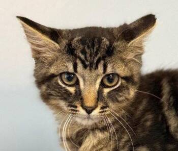 Legend -  Domestic Medium Hair Cat for Adoption in Lovingston, Virginia - Legend | PetCurious