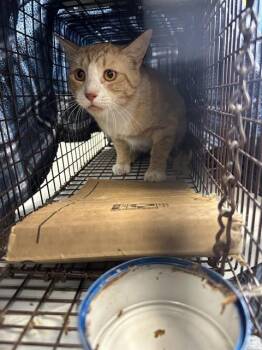 BRIGHT -  Domestic Short Hair Cat for Adoption in Casper, Wyoming - BRIGHT | PetCurious