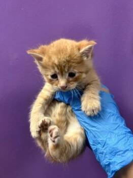 Domestic Short Hair Cats Available for Adoption in El Paso, Texas - 60879440 | PetCurious