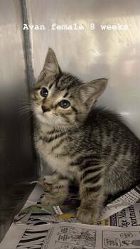 Avan -  Domestic Medium Hair Cat Available for Adoption in Fort Payne, Alabama - Avan | PetCurious