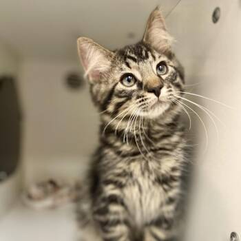 Twix -  Domestic Medium Hair Cat for Adoption in Champaign, Illinois - Twix | PetCurious
