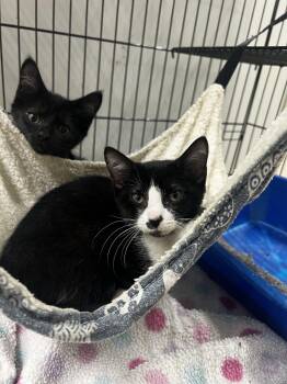 Iris -  Domestic Short Hair Cat for Adoption in Yorkville, Illinois - Iris | PetCurious