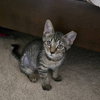 Rescue Tabby and Domestic Short Hair Cats for Adoption in Garland, Texas - Baby | PetCurious