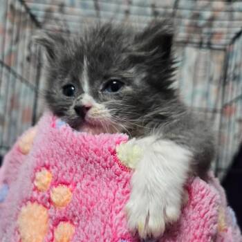 Potato McGuire -  Domestic Short Hair Cat for Adoption in Eagle Mountain, Utah - Potato McGuire | PetCurious