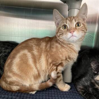 Goldfinch -  Domestic Short Hair Cat for Adoption in Philadelphia, Pennsylvania - Goldfinch | PetCurious
