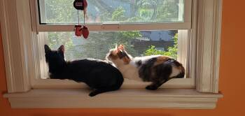 Olivia and Penny -  Tuxedo and Calico Cat for Adoption in Medford, Massachusetts - Olivia And Penny | PetCurious