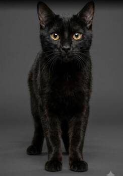 MILO -  Domestic Short Hair Cat for Adoption in Jacksonville, Florida - MILO | PetCurious