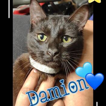 Rescue Domestic Short Hair Cats for Adoption in Villa Park, California - Damion | PetCurious