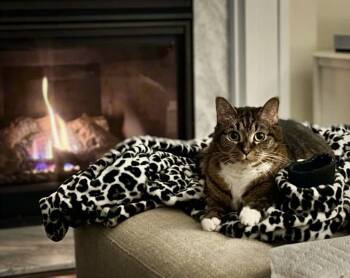 Rescue Domestic Short Hair Cats for Adoption in Greenville, South Carolina - China - KB | PetCurious