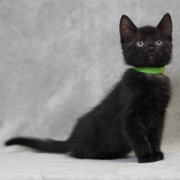 Kaba (Green) -  Domestic Short Hair Cat for Adoption in Sunnyvale, California - Kaba (Green) | PetCurious