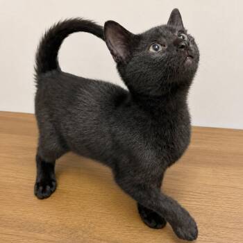 Joey -  Domestic Short Hair Cat for Adoption in Austin, Texas - Joey | PetCurious
