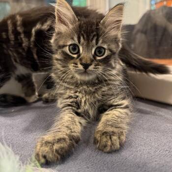 Rigatoni aka Toni (Monroe st kitten 2) -  Domestic Medium Hair Cat for Adoption in Westport, Connecticut - Rigatoni Aka Toni (Monroe St Kitten 2) | PetCurious