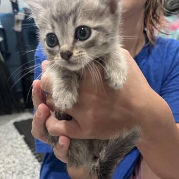 Taco Cat -  Domestic Short Hair Cat for Adoption in Westminster, California - Taco Cat | PetCurious