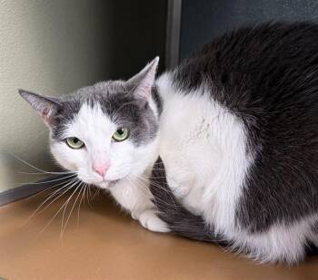 MOLLIE -  Domestic Short Hair Cat for Adoption in Westminster, Maryland - MOLLIE | PetCurious