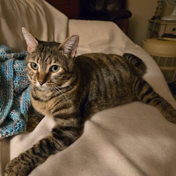 Ginny -  Domestic Short Hair Cat for Adoption in Jacksonville, Florida - Ginny | PetCurious