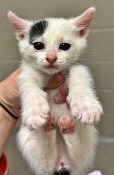 Rescue Domestic Short Hair Cats for Adoption in Morton Grove, Illinois - Marshmallow | PetCurious