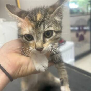 American Shorthair Cats Available for Adoption in Lufkin, Texas - Pixie | PetCurious
