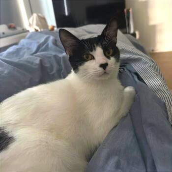 Domestic Short Hair Cats Available for Adoption - Eggs Luther | PetCurious