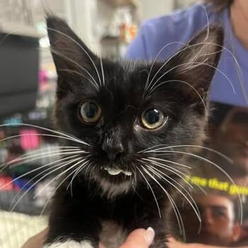 The Braaken -  Domestic Medium Hair Cat for Adoption in Fredericksburg, Virginia - The Braaken | PetCurious