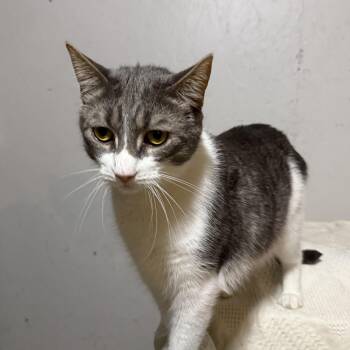 Rescue Domestic Short Hair and Tabby Cats for Adoption in Newton, Illinois - Casper | PetCurious