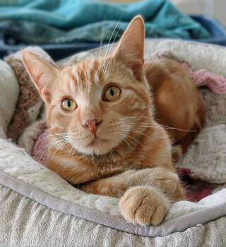 Wendell -  Tabby Cat for Adoption in Hamilton, Ontario - Wendell | PetCurious