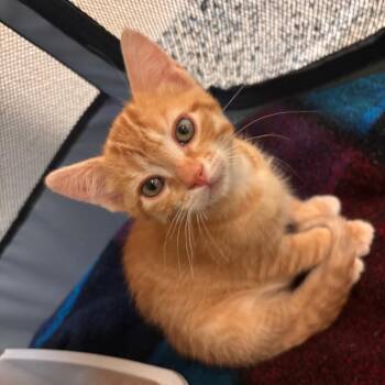 Domestic Short Hair Cats Available for Adoption in Fresno, California - Leo | PetCurious