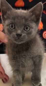 Rescue Domestic Short Hair Cats for Adoption in Elizabethton, Tennessee - KARMA | PetCurious