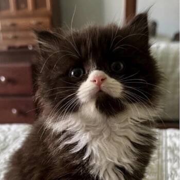 Domestic Long Hair Cats Available for Adoption in Danbury, Connecticut - Dumpling | PetCurious