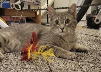 Seamus -  Domestic Short Hair Cat for Adoption in Troy, Michigan - Seamus | PetCurious