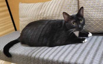 Rescue Domestic Short Hair Cats for Adoption in Gilbert, Arizona - Oreo | PetCurious