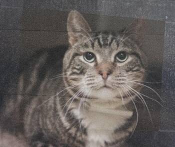 Taylor Freeport -  Domestic Short Hair Cat for Adoption in Westbury, New York - Taylor Freeport | PetCurious