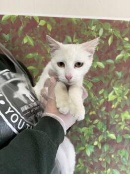 Domestic Short Hair Cats Available for Adoption - Paola | PetCurious