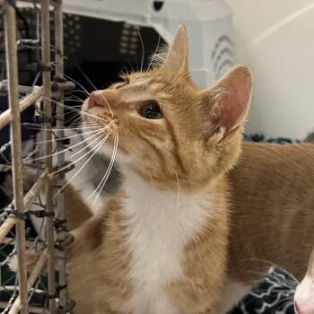 Shrek -  Domestic Short Hair Cat for Adoption in Chicago, Illinois - Shrek | PetCurious