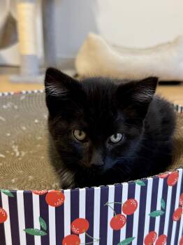 Obsidian -  Domestic Short Hair Cat for Adoption in Vancouver, Washington - Obsidian | PetCurious