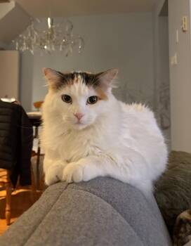Rescue Domestic Medium Hair Cats for Adoption in Ottawa, Ontario - Autumn | PetCurious