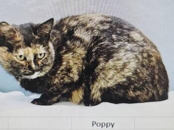 Domestic Short Hair Cats Available for Adoption in Cincinnati, Ohio - Poppy | PetCurious