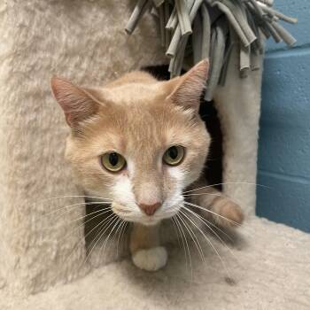 Draco -  Domestic Short Hair Cat for Adoption in Kansas City, Missouri - Draco | PetCurious