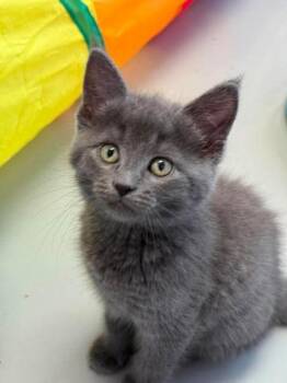 Pisces -  Domestic Short Hair Cat for Adoption in Gwinn, Michigan - Pisces | PetCurious