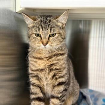 Domestic Short Hair Cats Available for Adoption in Madisonville, Tennessee - Piglet | PetCurious