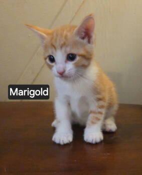Rescue Domestic Short Hair Cats for Adoption in Telford, Pennsylvania - Marigold (Lehigh Litter) | PetCurious